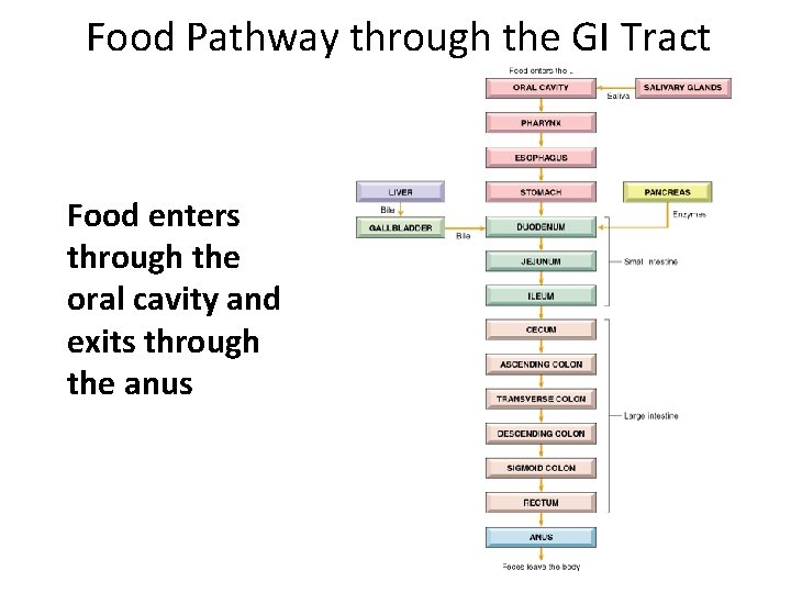 Food Pathway through the GI Tract Food enters through the oral cavity and exits