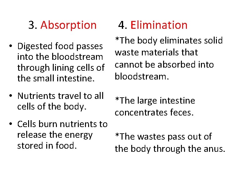 3. Absorption • Digested food passes into the bloodstream through lining cells of the