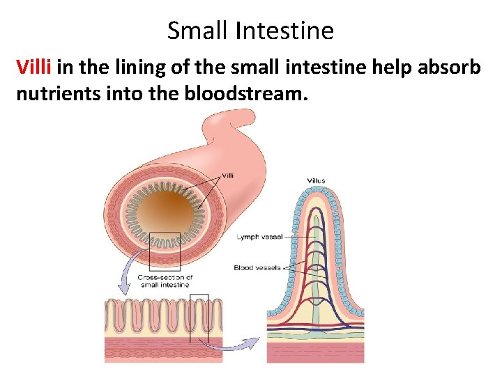 Small Intestine Villi in the lining of the small intestine help absorb nutrients into