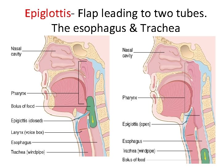 Epiglottis- Flap leading to two tubes. The esophagus & Trachea 