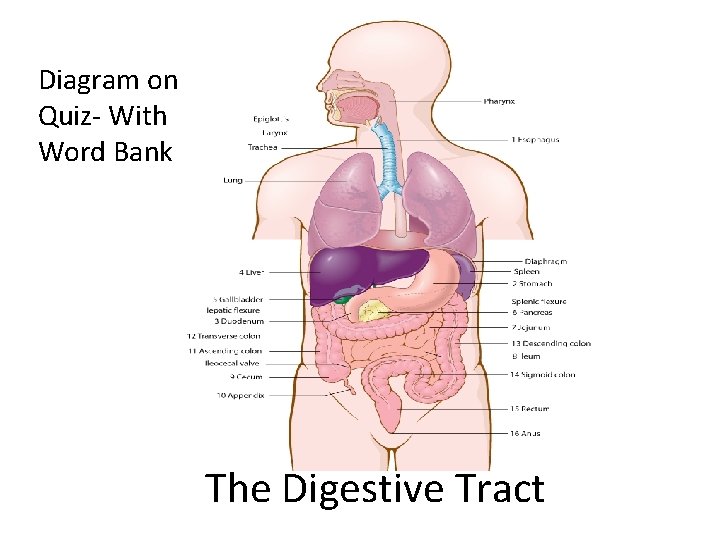 Diagram on Quiz- With Word Bank The Digestive Tract 