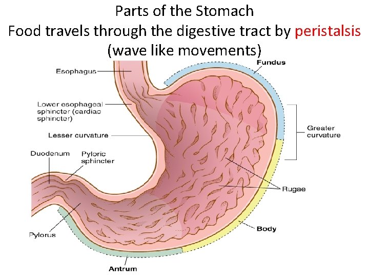 Parts of the Stomach Food travels through the digestive tract by peristalsis (wave like