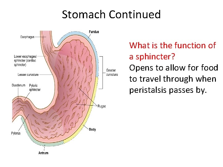 Stomach Continued What is the function of a sphincter? Opens to allow for food