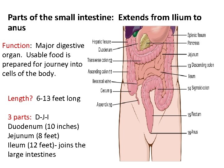 Parts of the small intestine: Extends from Ilium to anus Function: Major digestive organ.