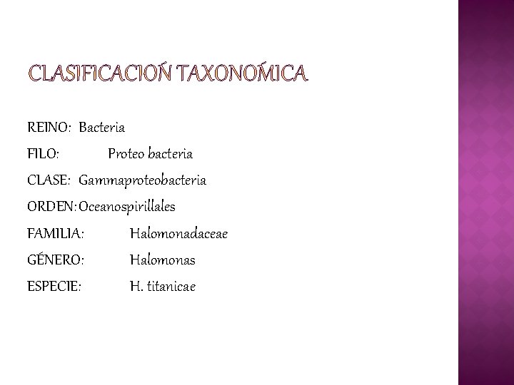 REINO: Bacteria FILO: Proteo bacteria CLASE: Gammaproteobacteria ORDEN: Oceanospirillales FAMILIA: Halomonadaceae GÉNERO: Halomonas ESPECIE: