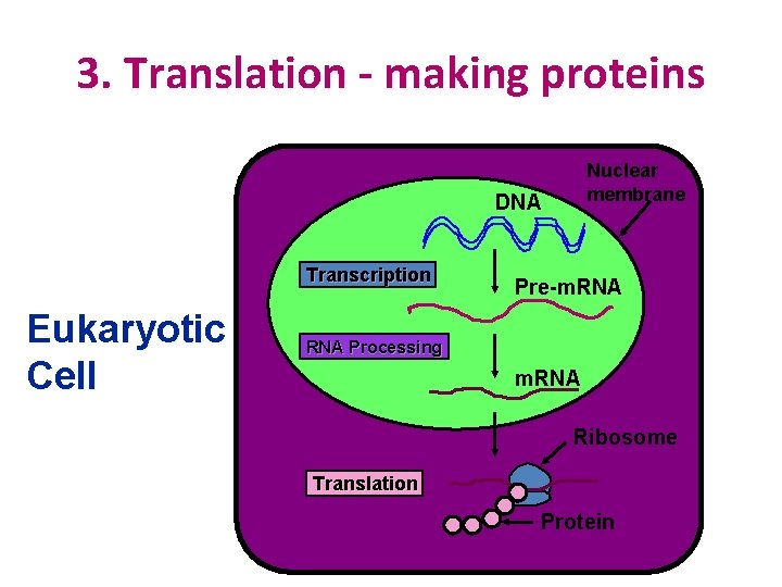 3. Translation - making proteins Nuclear membrane DNA Transcription Eukaryotic Cell Pre-m. RNA Processing