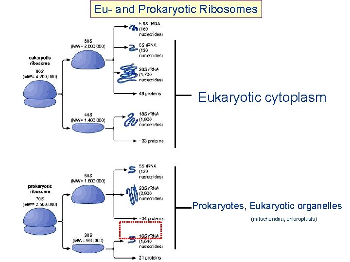 Eu- and Prokaryotic Ribosomes Eukaryotic cytoplasm Prokaryotes, Eukaryotic organelles (mitochondria, chloroplasts) 