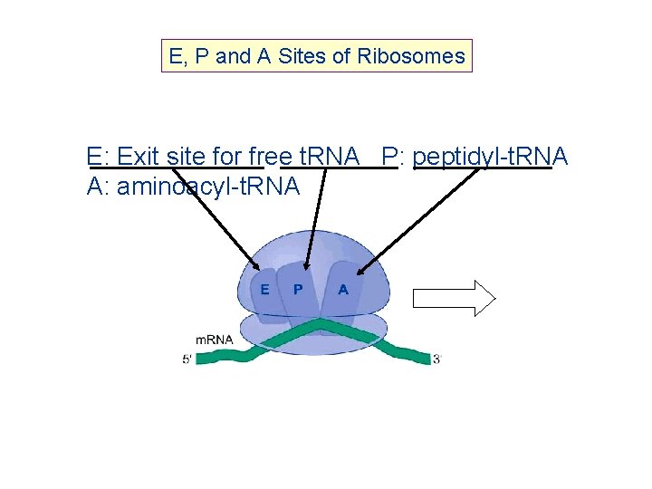 E, P and A Sites of Ribosomes E: Exit site for free t. RNA