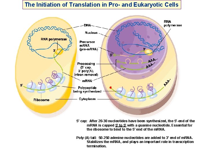 The Initiation of Translation in Pro- and Eukaryotic Cells 5’ cap: After 20 -30