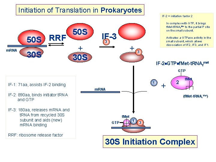 Initiation of Translation in Prokaryotes 50 S RRF m. RNA 30 S 50 S