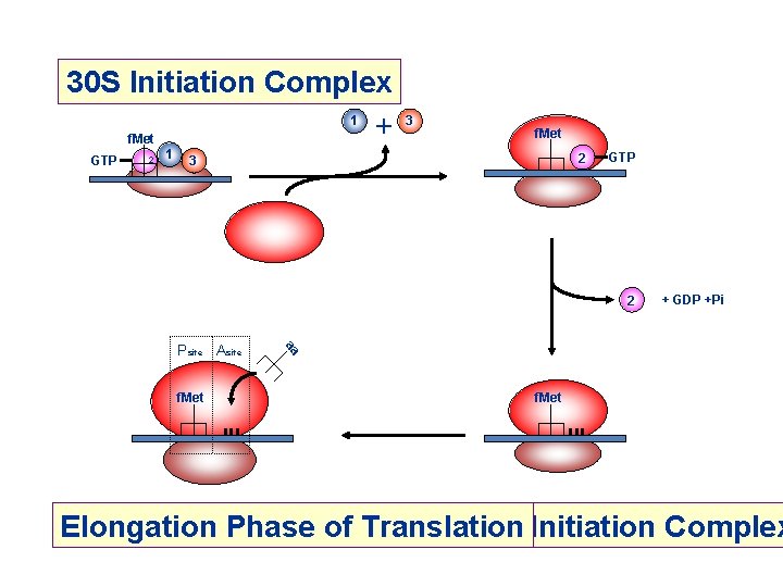 30 S Initiation Complex 1 + f. Met GTP 2 1 3 f. Met