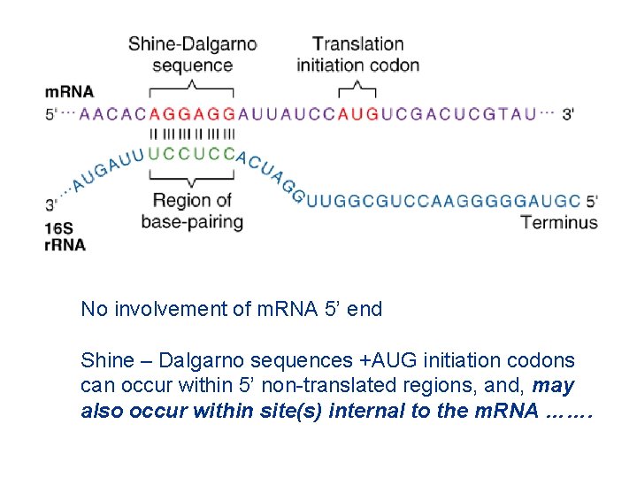 No involvement of m. RNA 5’ end Shine – Dalgarno sequences +AUG initiation codons