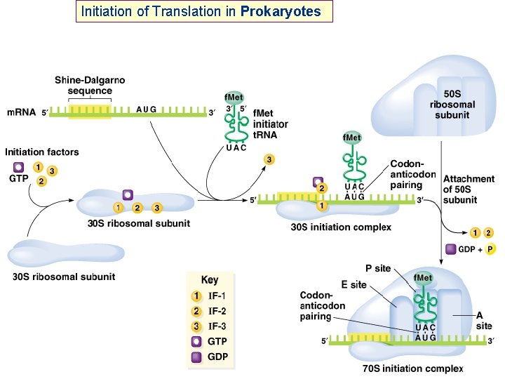 Initiation of Translation in Prokaryotes 