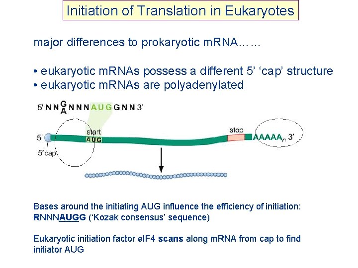 Initiation of Translation in Eukaryotes major differences to prokaryotic m. RNA…… • eukaryotic m.