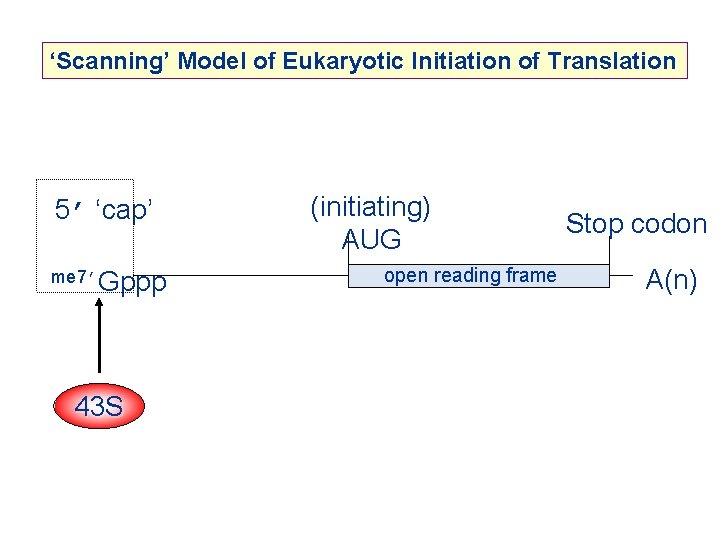 ‘Scanning’ Model of Eukaryotic Initiation of Translation 5’ ‘cap’ me 7’Gppp 43 S (initiating)