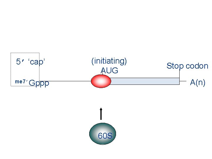 5’ ‘cap’ (initiating) AUG Stop codon A(n) me 7’Gppp 60 S 
