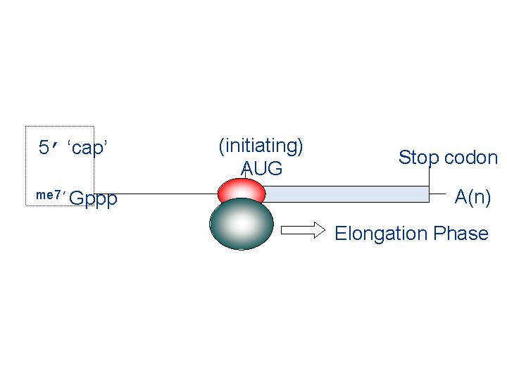 5’ ‘cap’ me 7’Gppp (initiating) AUG Stop codon A(n) Elongation Phase 