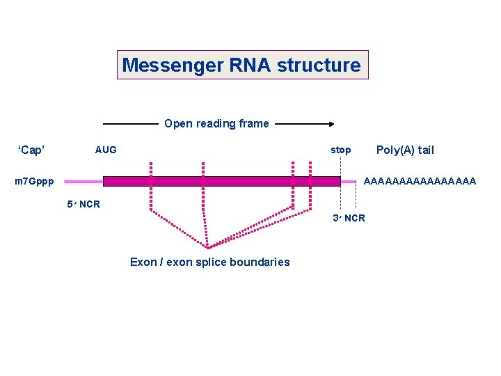 Messenger RNA structure Open reading frame ‘Cap’ AUG Poly(A) tail stop m 7 Gppp