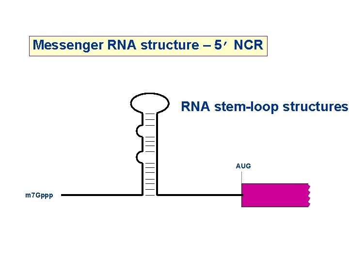 Messenger RNA structure – 5’ NCR RNA stem-loop structures AUG m 7 Gppp 