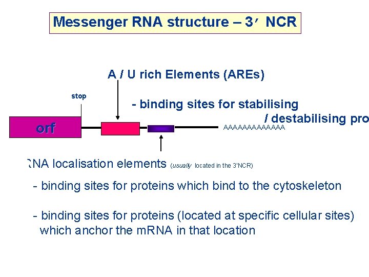 Messenger RNA structure – 3’ NCR A / U rich Elements (AREs) stop orf