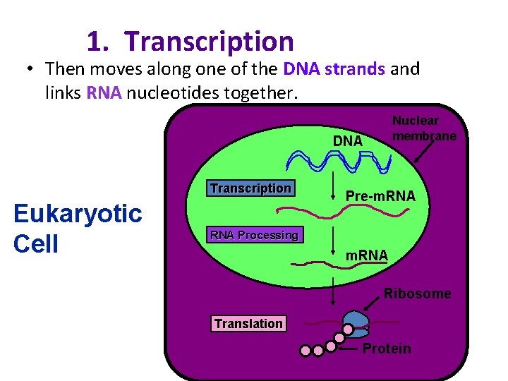 1. Transcription • Then moves along one of the DNA strands and links RNA