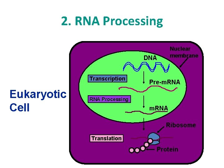 2. RNA Processing Nuclear membrane DNA Transcription Eukaryotic Cell Pre-m. RNA Processing m. RNA