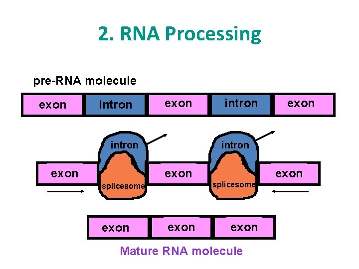 2. RNA Processing pre-RNA molecule exon intron exon splicesome exon Mature RNA molecule 