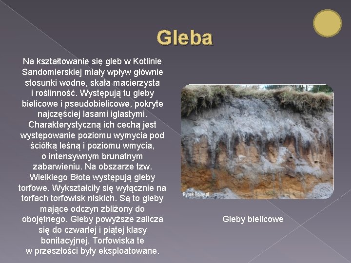 Gleba Na kształtowanie się gleb w Kotlinie Sandomierskiej miały wpływ głównie stosunki wodne, skała