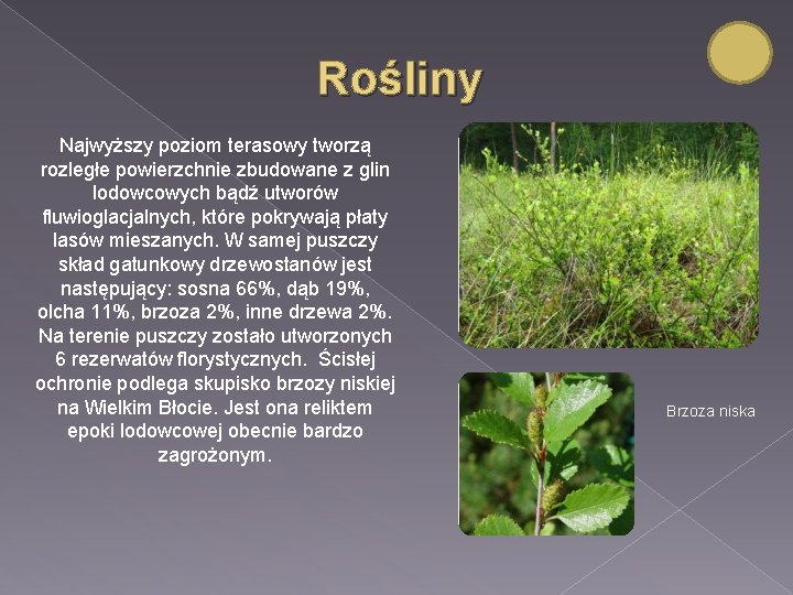Rośliny Najwyższy poziom terasowy tworzą rozległe powierzchnie zbudowane z glin lodowcowych bądź utworów fluwioglacjalnych,
