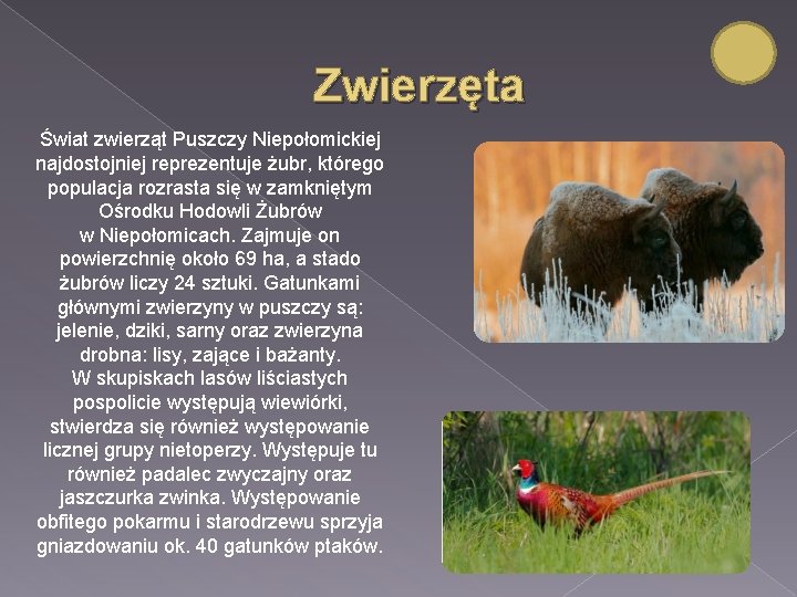 Zwierzęta Świat zwierząt Puszczy Niepołomickiej najdostojniej reprezentuje żubr, którego populacja rozrasta się w zamkniętym