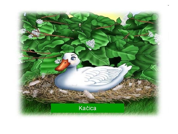 Kačica 