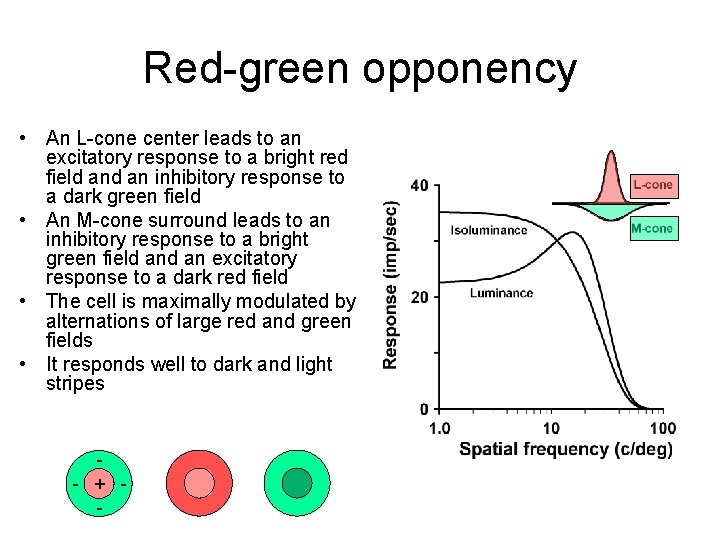 Red-green opponency • An L-cone center leads to an excitatory response to a bright