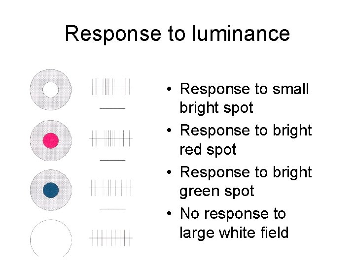 Response to luminance • Response to small bright spot • Response to bright red