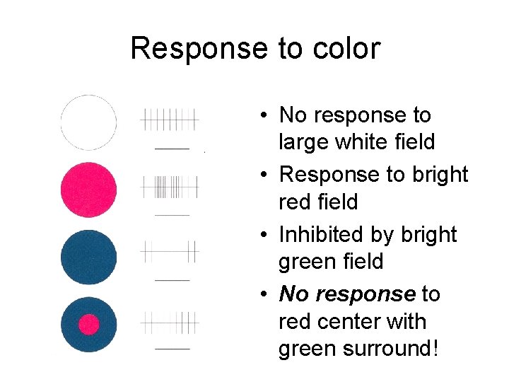 Response to color • No response to large white field • Response to bright