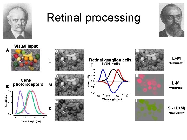 Retinal processing 