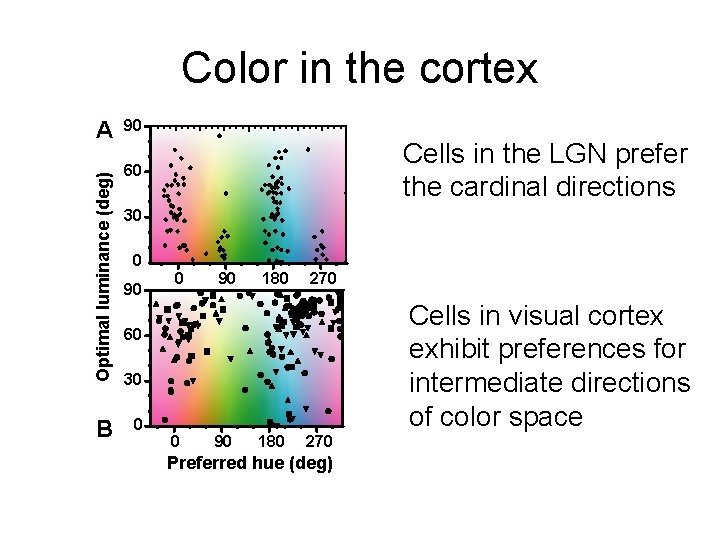 Color in the cortex Cells in the LGN prefer the cardinal directions Cells in