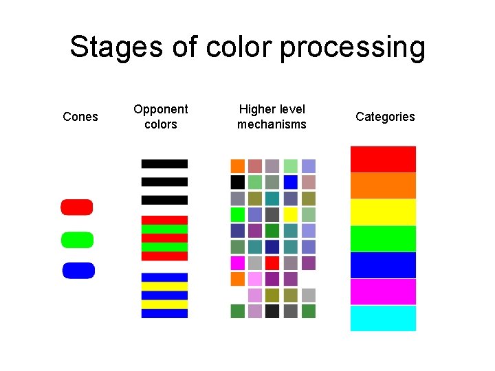 Stages of color processing Cones Opponent colors Higher level mechanisms Categories 