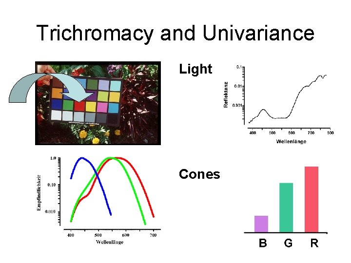 Trichromacy and Univariance Light Cones 