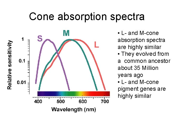 Cone absorption spectra • L- and M-cone absorption spectra are highly similar • They