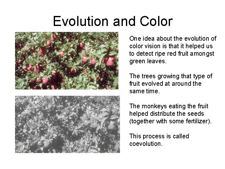 Evolution and Color One idea about the evolution of color vision is that it