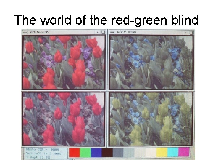 The world of the red-green blind 