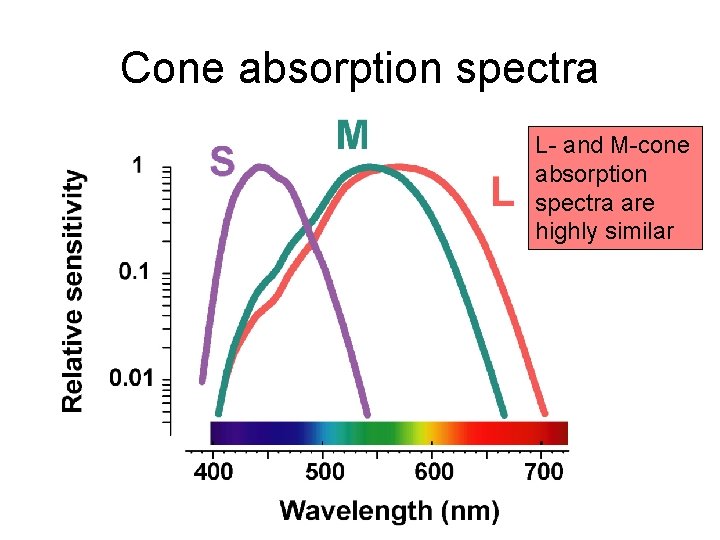 Cone absorption spectra L- and M-cone absorption spectra are highly similar 