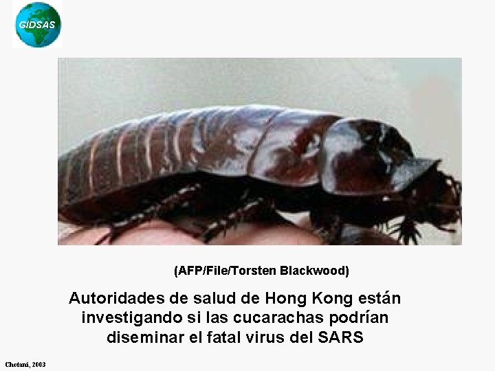 GIDSAS (AFP/File/Torsten Blackwood) Autoridades de salud de Hong Kong están investigando si las cucarachas GIDSAS (AFP/File/Torsten Blackwood) Autoridades de salud de Hong Kong están investigando si las cucarachas