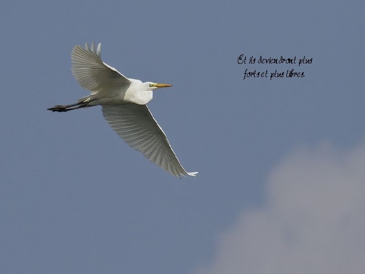 Et ils deviendront plus forts et plus libres. Et ils deviendront plus forts et plus libres.