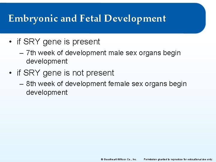 Embryonic and Fetal Development • if SRY gene is present – 7 th week