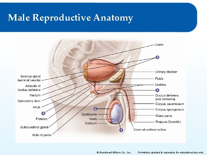 Male Reproductive Anatomy © Goodheart-Willcox Co. , Inc. Permission granted to reproduce for educational