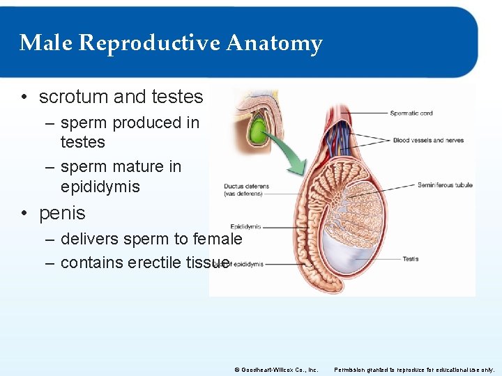 Male Reproductive Anatomy • scrotum and testes – sperm produced in testes – sperm