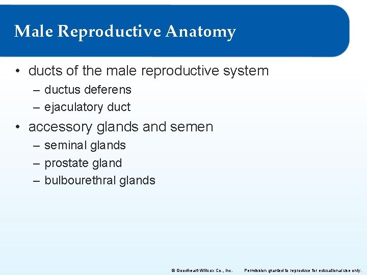 Male Reproductive Anatomy • ducts of the male reproductive system – ductus deferens –