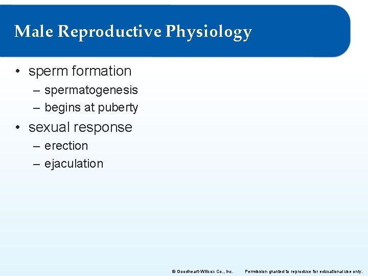 Male Reproductive Physiology • sperm formation – spermatogenesis – begins at puberty • sexual