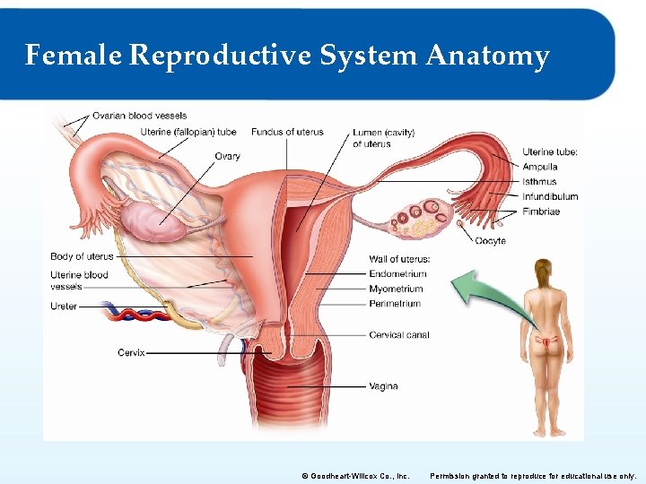 Female Reproductive System Anatomy © Goodheart-Willcox Co. , Inc. Permission granted to reproduce for